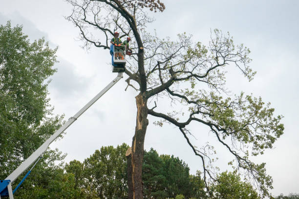 Best Tree Mulching  in Stone Ridge, VA