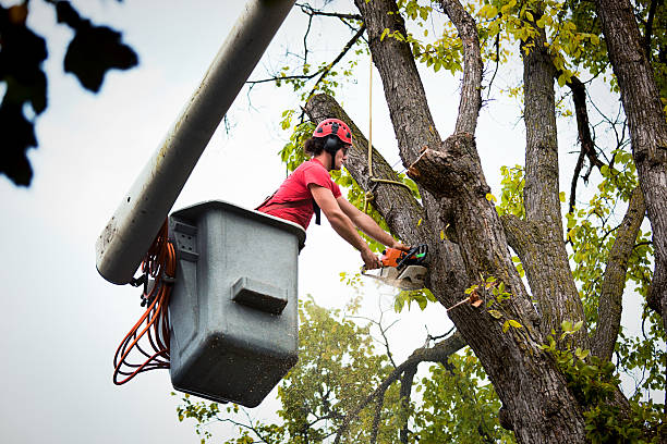 Best Tree Preservation Services  in Stone Ridge, VA